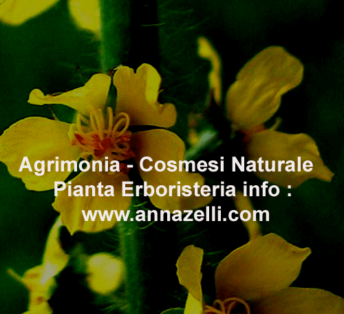 AGRIMONIA, COSMESI NATURALE, PIANTA, ERBORISTERIA