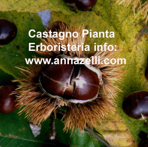 CASTAGNO, PIANTA, ERBORISTERIA