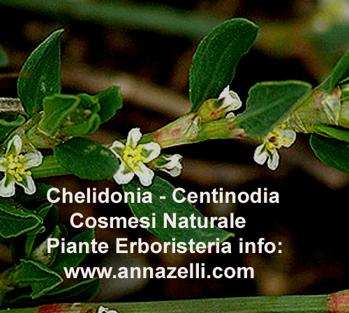 CHELIDONIA,CENTINODIA, COSMESI NATURALE, PIANTE, ERBORISTERIA