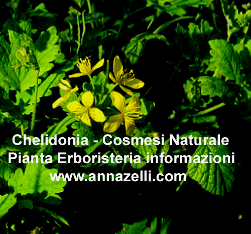 CHELIDONIA, COSMESI NATURAE, PIANTA, ERBORISTERIA