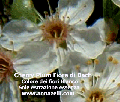 COLORE DEI FIORI CHERRY PLUM FIORE DI BACH