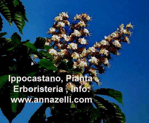 IPPOCASTANO, PIANTE, ERBORISTERIA