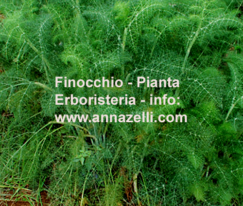 FINOCCHIO, PIANTA, ERBORISTERIA