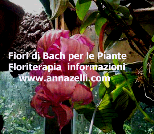 FIORI DI BACH PER LE PIANTE FLORITERAPIA ERBORISTERIA NATUROPATIA