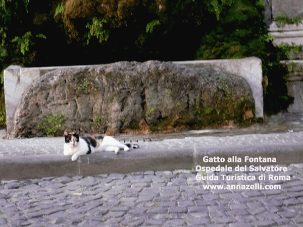 gatto alla fontana dell'ospedale del salvatore, roma