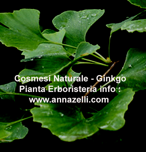 GINKGO, COSMESI NATURALE, PIANTA, ERBORISTERIA