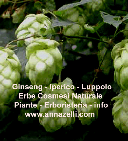 GINSENG IPERICO LUPPOLO, COSMESI NATURALE, PIANTE, ERBORISTERIA