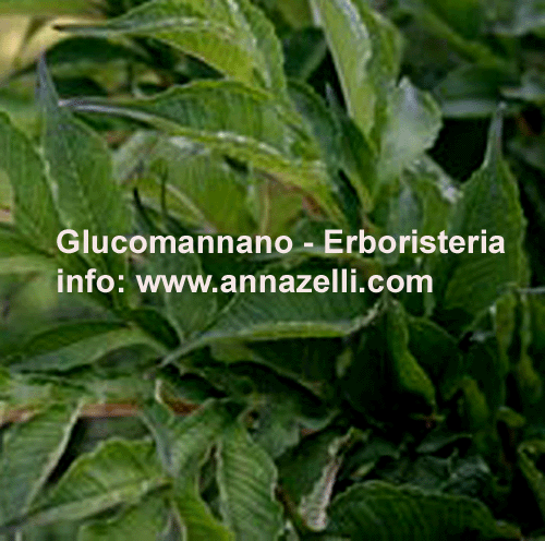 GLUCOMANNANO, PIANTA, ERBORISTERIA