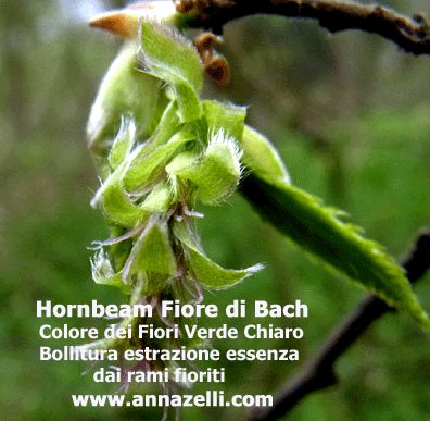 COLORE FIORI HORNBEAM FIORE DI BACH