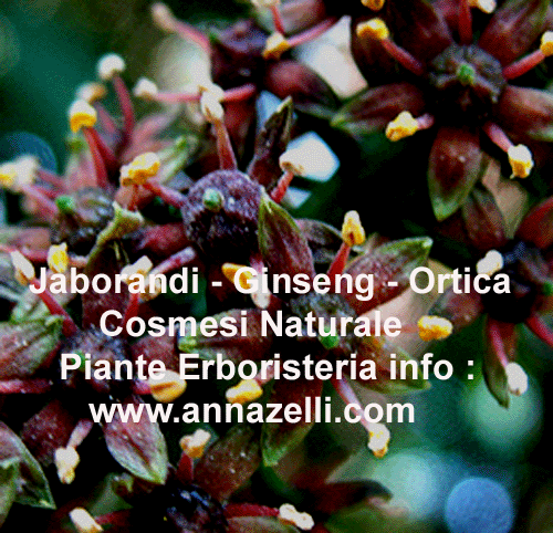 JABORANDI GINSENG ORTICA,COSMESI NATURALI, PIANTE, ERBORISTERIA