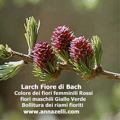 COLORE FIORI LARCH FIORE DI BACH