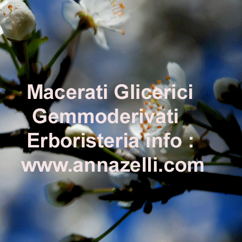 MACERATI GLICERICI, GEMMODERIVATI, FITOTERAPIA,CURA NATURALE CON LE ERBE, ERBORISTERIA