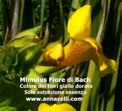 COLORE FIORI MIMULUS FIORE DI BACH