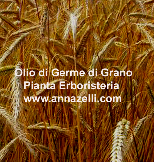 OLIO DI GERME DI GRANO, PIANTA, ERBORISTERIA