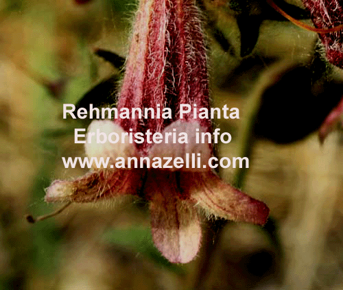 REHMANNIA, PIANTA, ERBORISTERIA