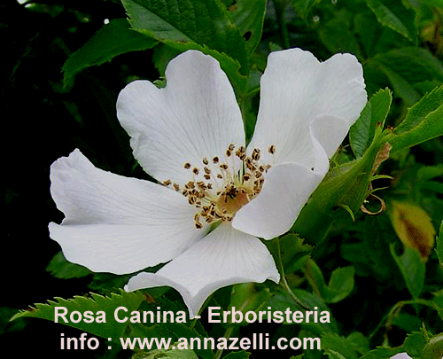 ROSA CANINA, PIANTA, ERBORISTERIA