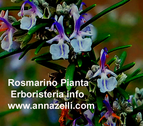 ROSMARINO, PIANTA, ERBORISTERIA