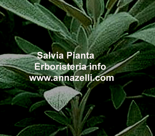 SALVIA, PIANTA, ERBORISTERIA