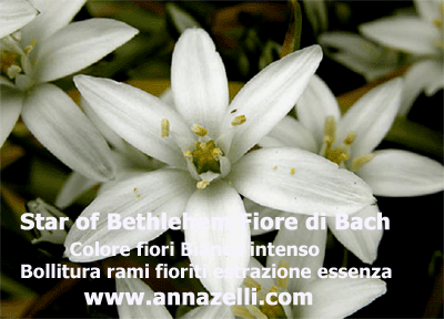 COLORE FIORI STAR OF BETHLEHEM FIORE DI BACH