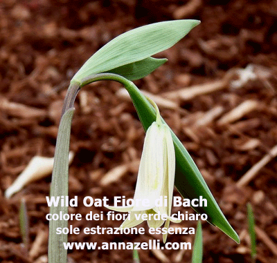 COLORE FIORI WILD OAT FIORE DI BACH