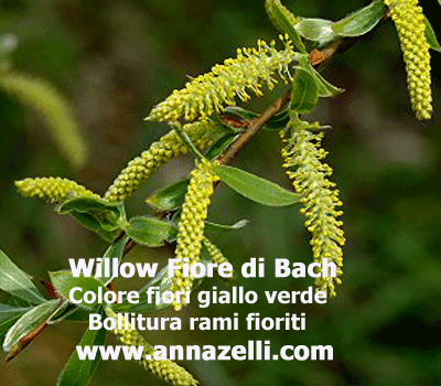 COLORE FIORI WILLOW FIORE DI BACH